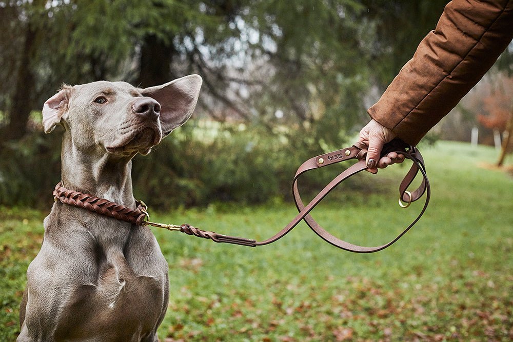 Fettlederleine mit Handschlaufe geflochten - ammi® for Dogs