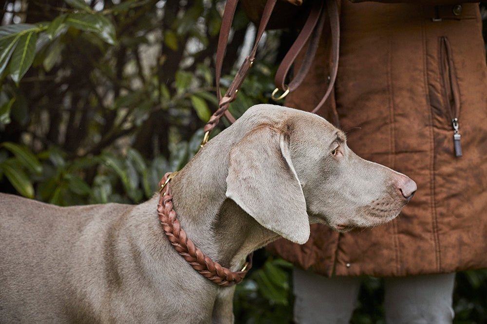 Fettlederleine mit Handschlaufe geflochten - ammi® for Dogs