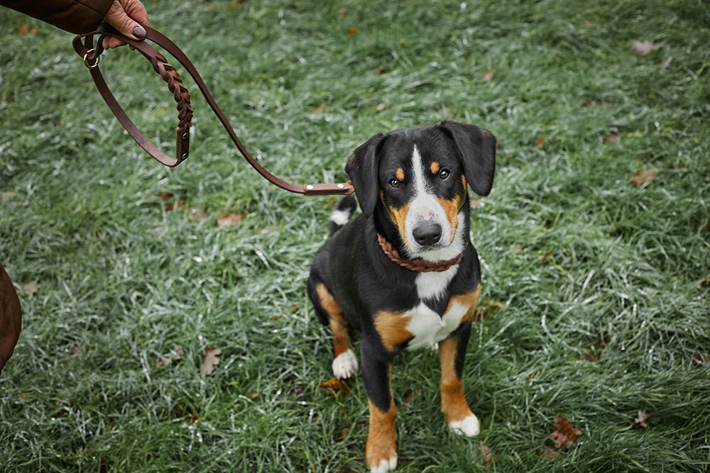 Fettlederleine mit Handschlaufe geflochten - ammi® for Dogs