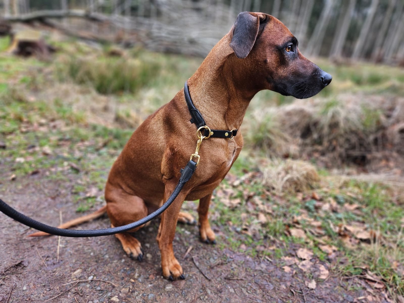 Hirschlederhalsband rund - ammi® for Dogs