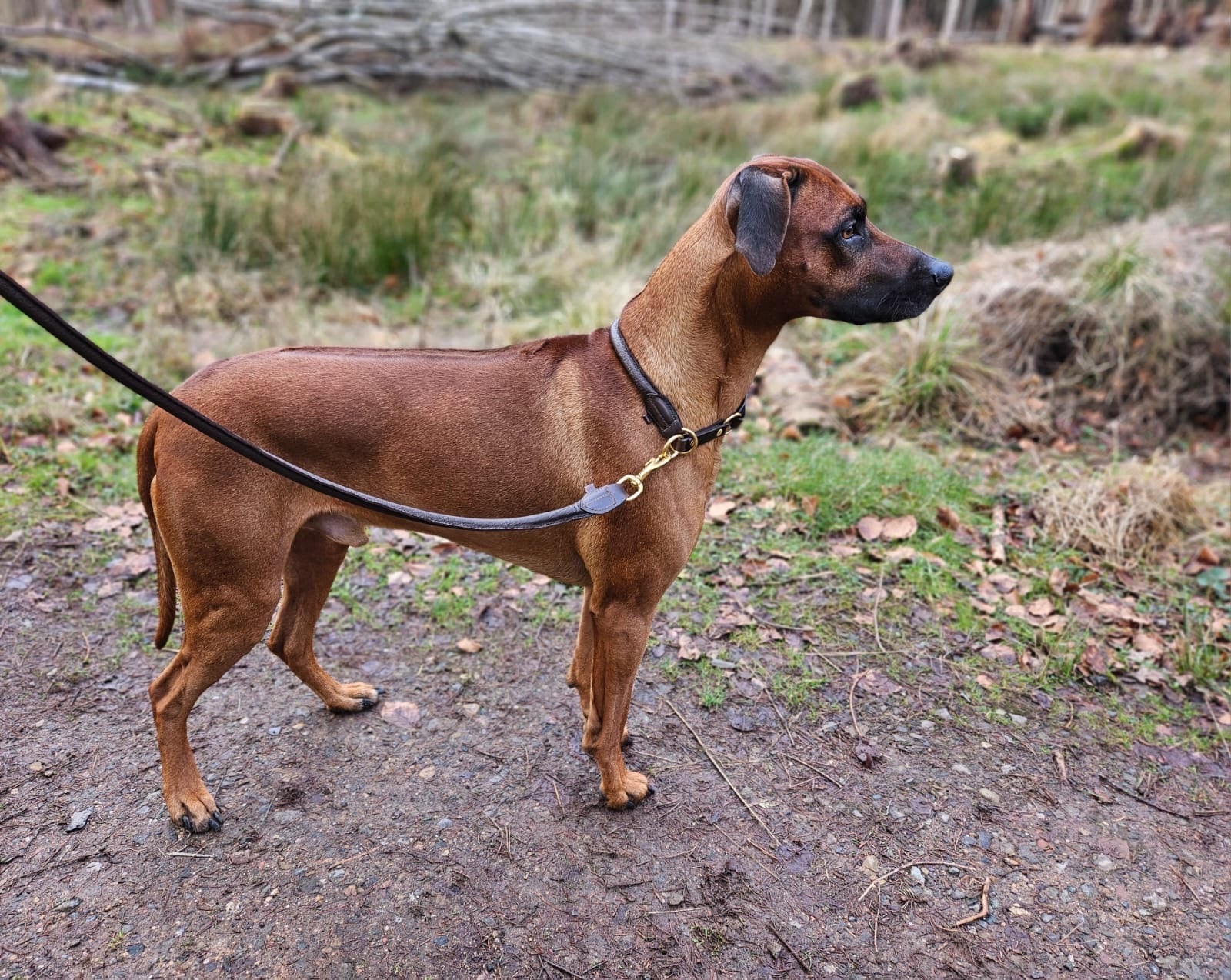 Hirschlederhalsband rund - ammi® for Dogs