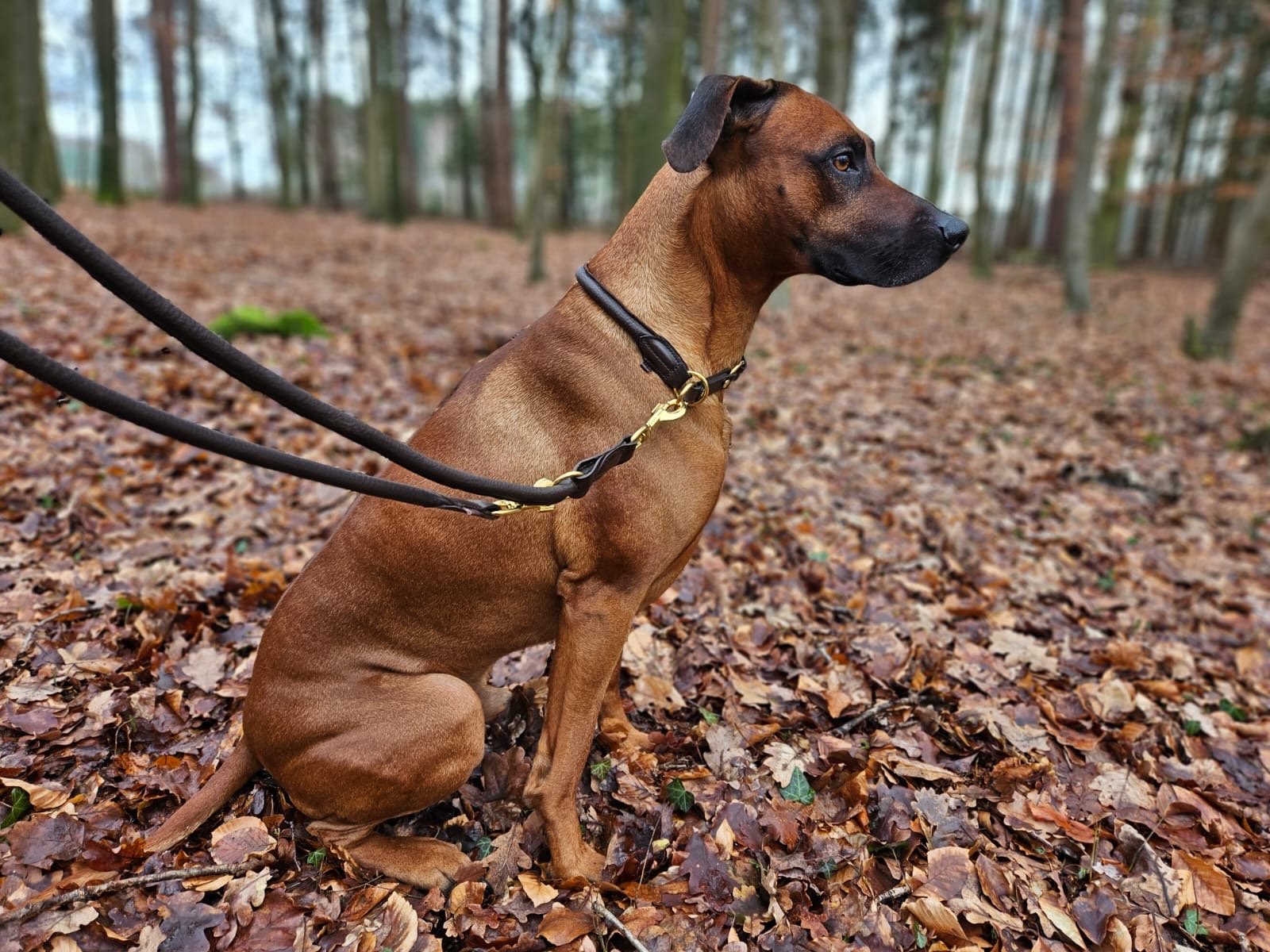 Hirschlederleine verstellbar - ammi® for Dogs