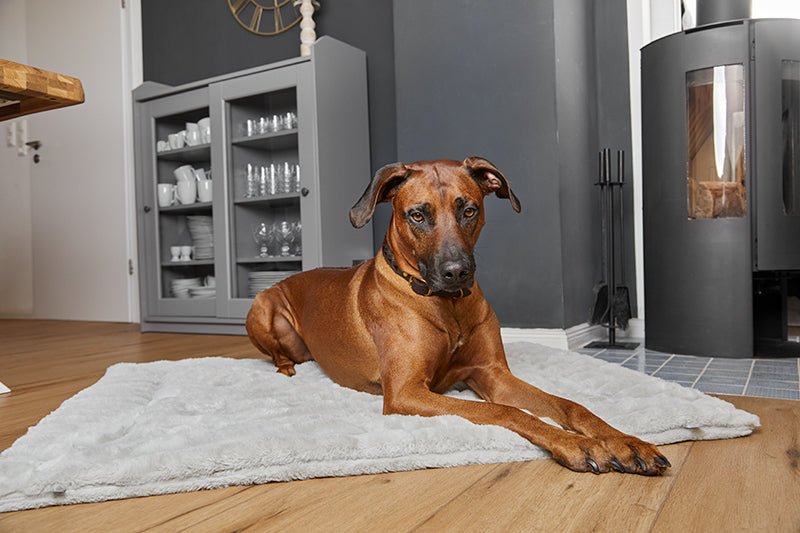 Liegekissen Softplaid Hunde - ammi® for Dogs